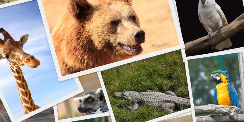 ANIMAL - IELTS Speaking Part 3 Sample về động vật