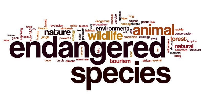 How can we protect endangered animals? - IELTS Speaking Animals